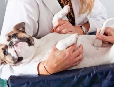 Signs of Bloat in Dogs — A Life-Threatening Emergency 13 08f826ddd42444d8a8579f4c3f46d42a