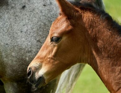 PORDASI: Indonesia's National Equestrian Federation 18 0cedf4af6fb44ba696f9816d44a425a7