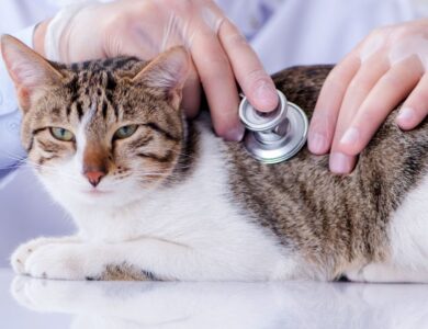 The Complete Pet Shop Toolkit: Readiness Quiz, Grooming Calculator & Free Digital Vaccine Card 20 0f0aa34821a94d04995c4a2205276b76