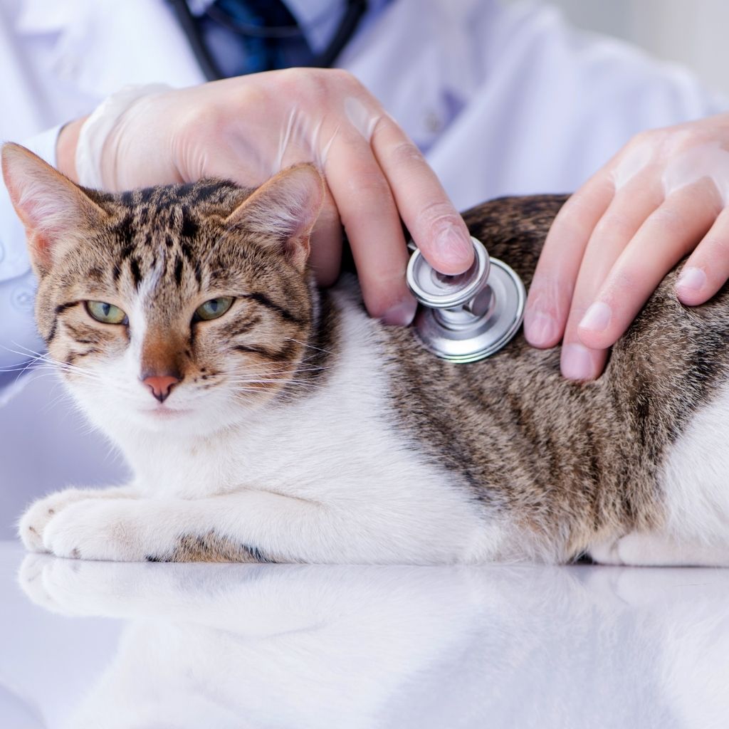 The Complete Pet Shop Toolkit: Readiness Quiz, Grooming Calculator & Free Digital Vaccine Card 16 0f0aa34821a94d04995c4a2205276b76