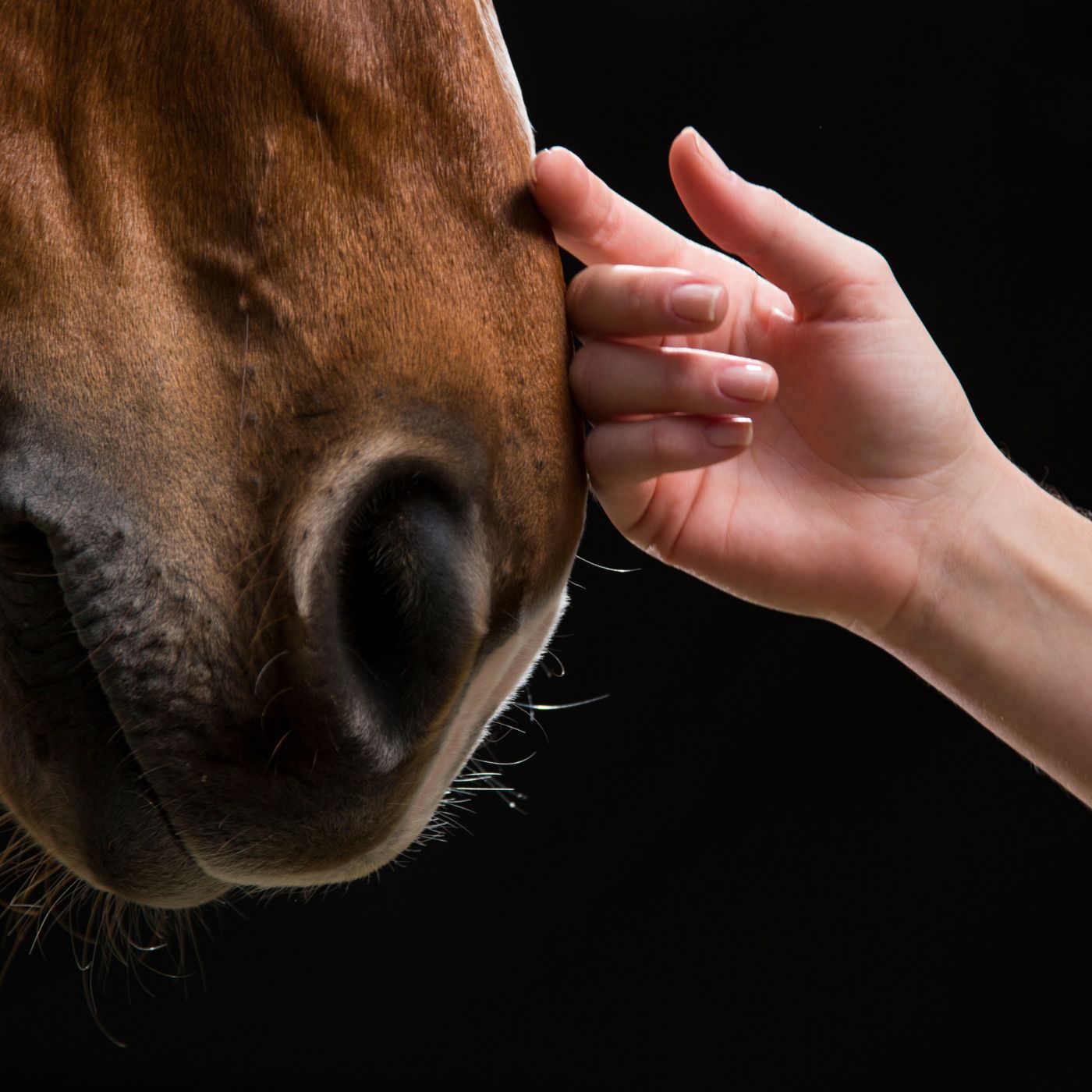 Česká Jezdecká Federace (ČJF): The Czech Republic's National Equestrian Federation 16 115d879d537e486fa19a28d4c15c251c