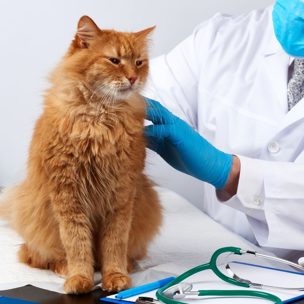 Plan Your Veterinary Clinic with Precision: Berlin, Germany 16 1b1b62795d03420a880a551b9333415c