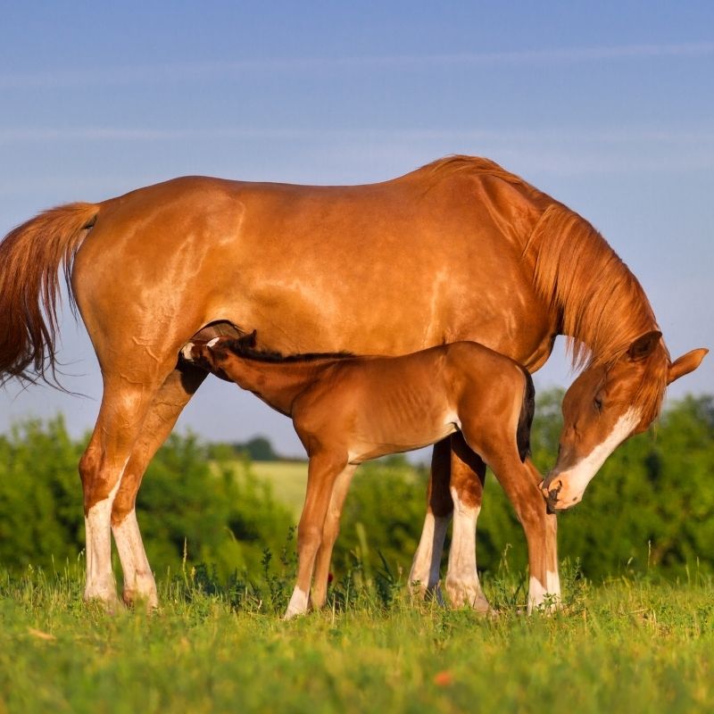 Fédération Equestre de la Principauté de Monaco (FEPM): Monaco's National Equestrian Federation 16 1feb3df7dabe4b13965a8e291473b05d