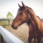 How to Recognize Dental Problems in Horses
