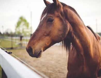 How to Recognize Dental Problems in Horses
