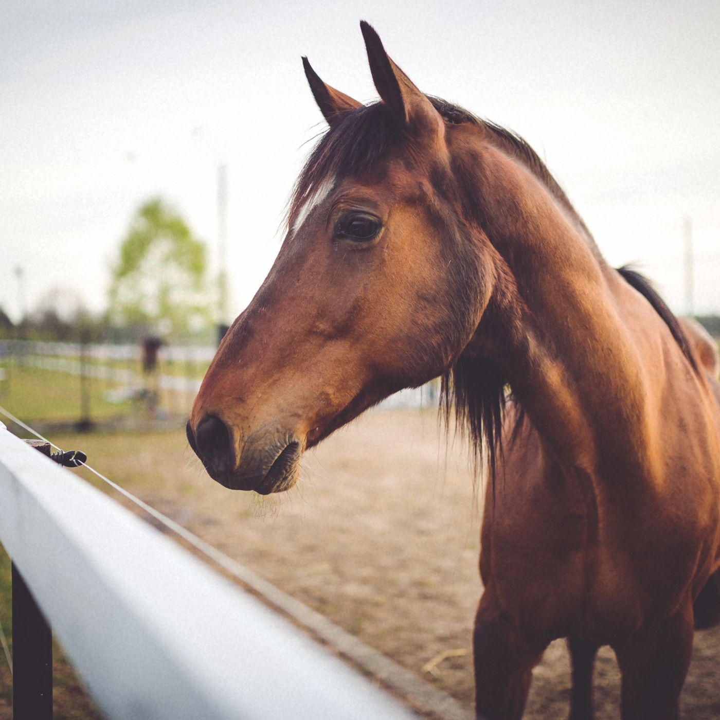 How to Recognize Dental Problems in Horses