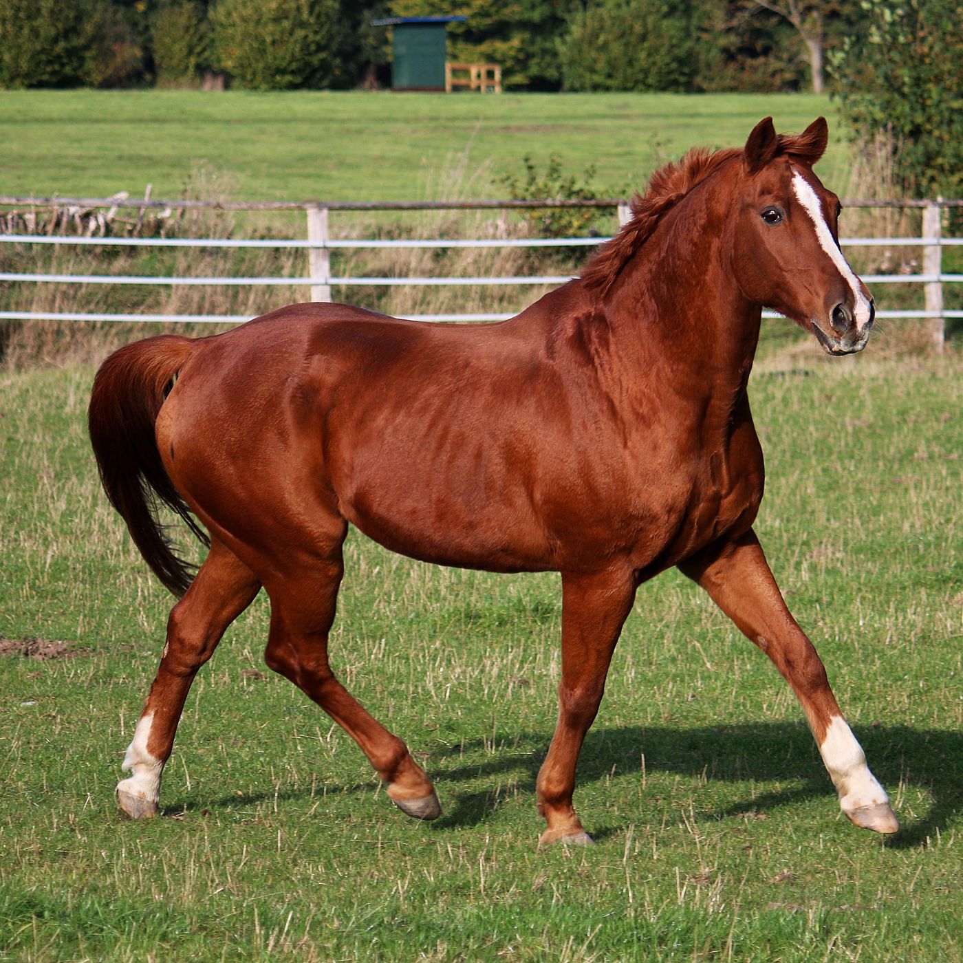 Bulgarian Equestrian Federation (BEF): Bulgaria's Official Equestrian Governing Body 16 2bbb20809aae452084a257cdbd3df792