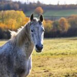 Understanding Deworming Schedules for Horses