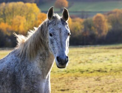 Understanding Deworming Schedules for Horses 20 Understanding Deworming Schedules for Horses