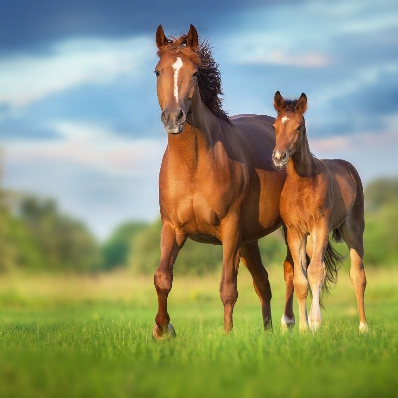 Eesti Ratsaspordi Liit (Estonian Equestrian Federation): Estonia's National Governing Body for Equestrian Sport 16 30e536e33e48470ea393d9bf8544f89c
