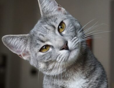 3bd4b1da2a8c4b30aed043796fec8bd2