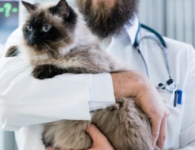 Guide to All 7 Veterinary Clinics in Barueri, SP, Brazil 13 3cfff5f219b94f3d94aa32bb83075fdc