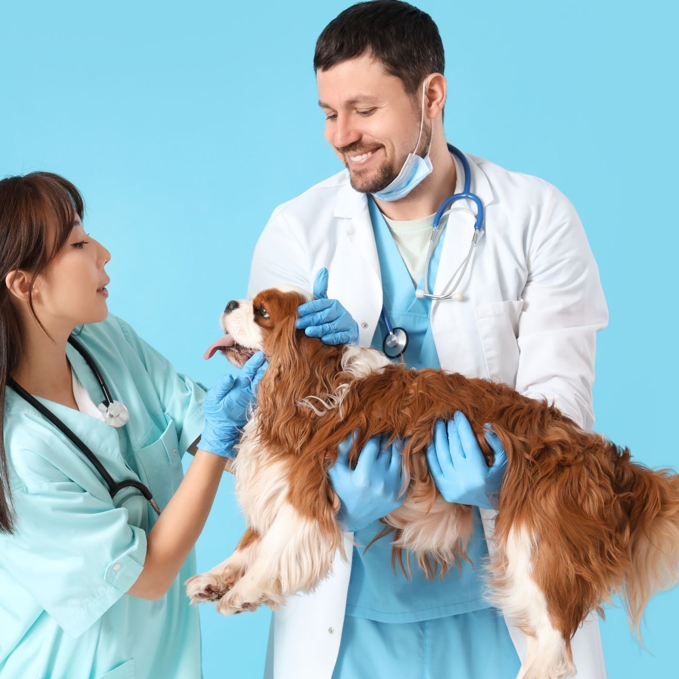 Kennel Club de Chile (KCC): Chile's National Kennel Club 16 3da1f5d543c744ce9eaddea1f83e0aba