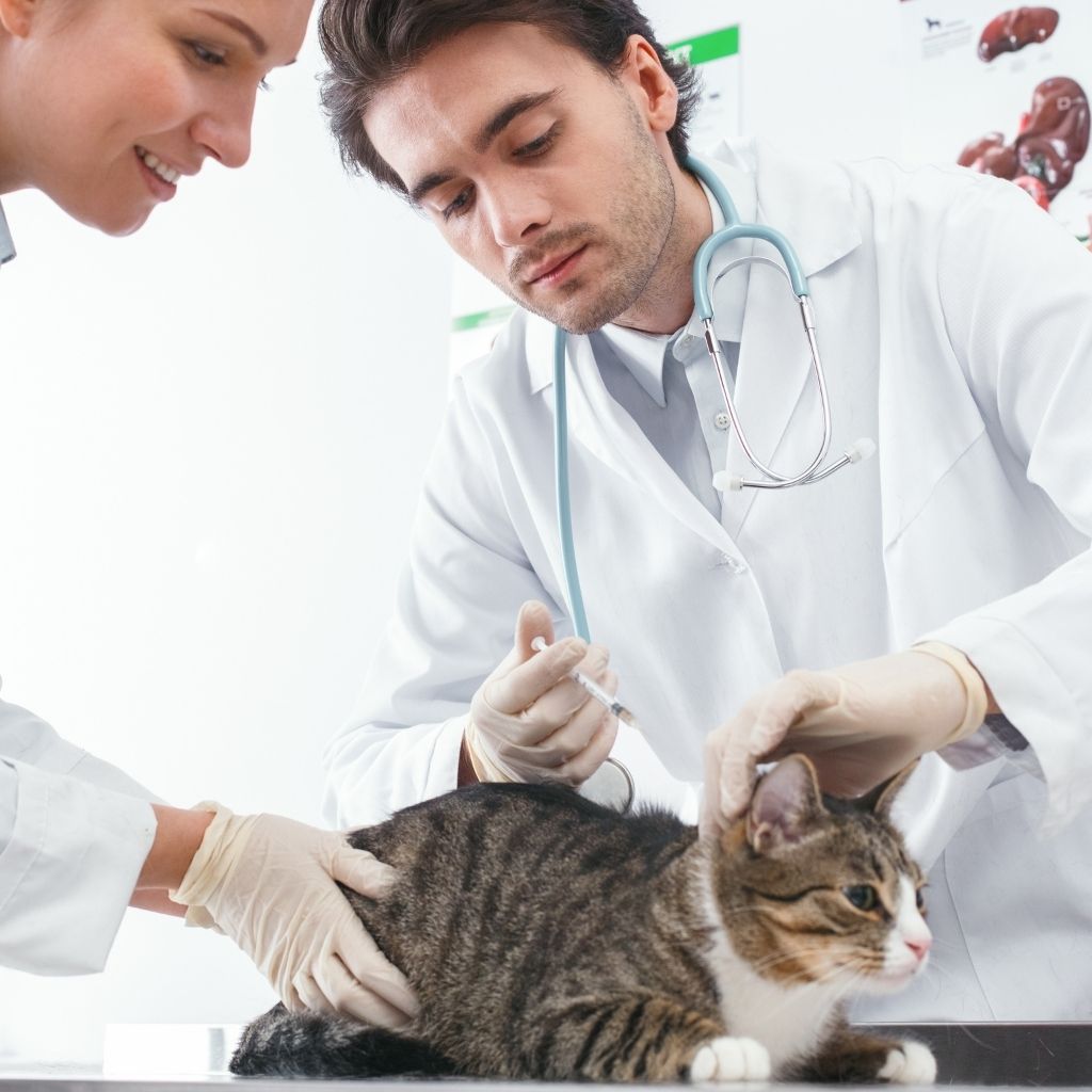 Plan Your Veterinary Clinic with Precision: Canberra, Australia 16 45e80048bbf344699329ccdd1a4c23d4