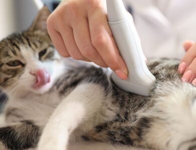 Plan Your Veterinary Clinic with Precision: London, United Kingdom 21 471a4dc1b9d64a9e838a64a30c7d9f18