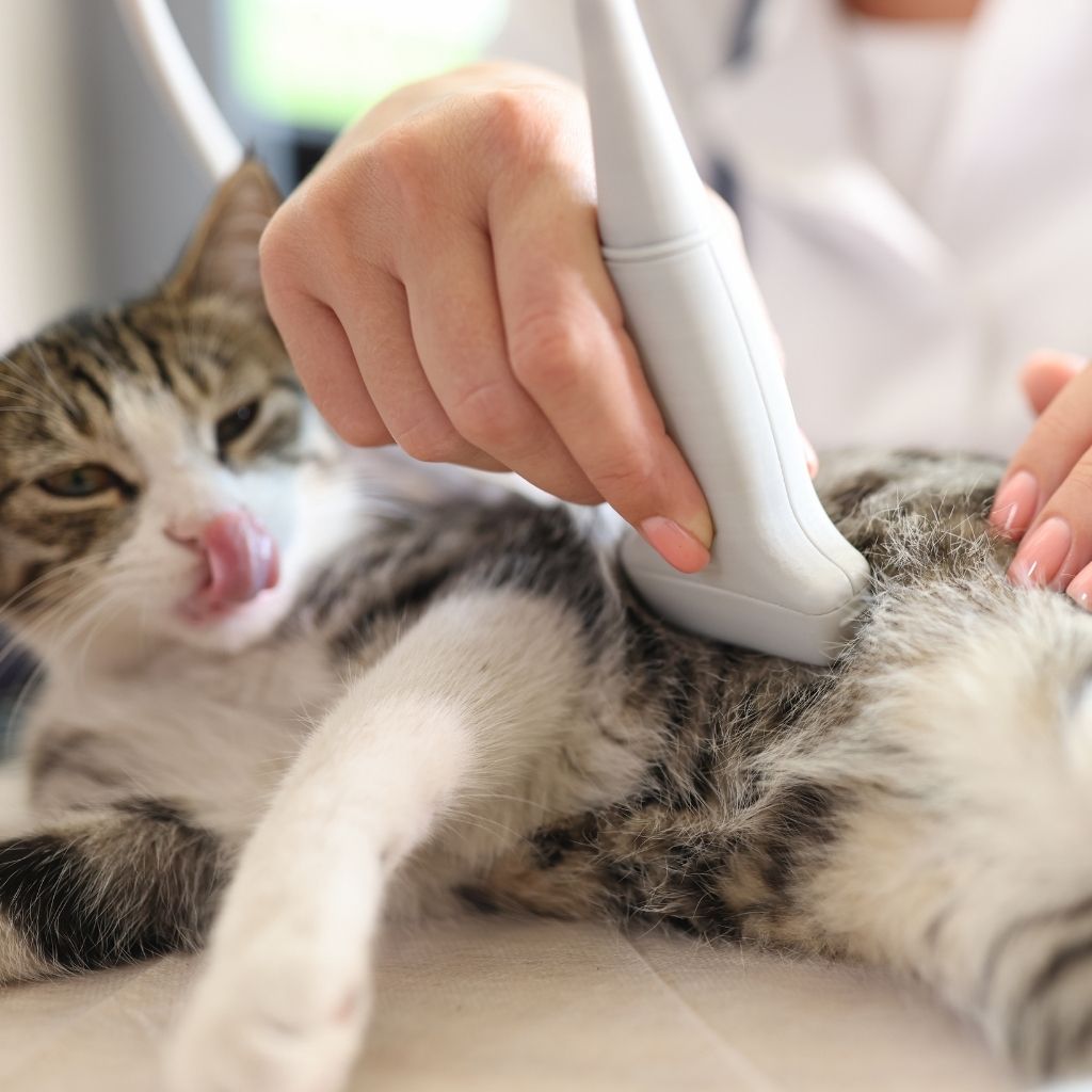 Plan Your Veterinary Clinic with Precision: London, United Kingdom 16 471a4dc1b9d64a9e838a64a30c7d9f18