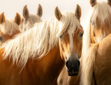 Österreichischer Pferdesportverband (OEPS): Austria's National Equestrian Federation 20 55f855fe56cd46c092e015c7e5acd74e