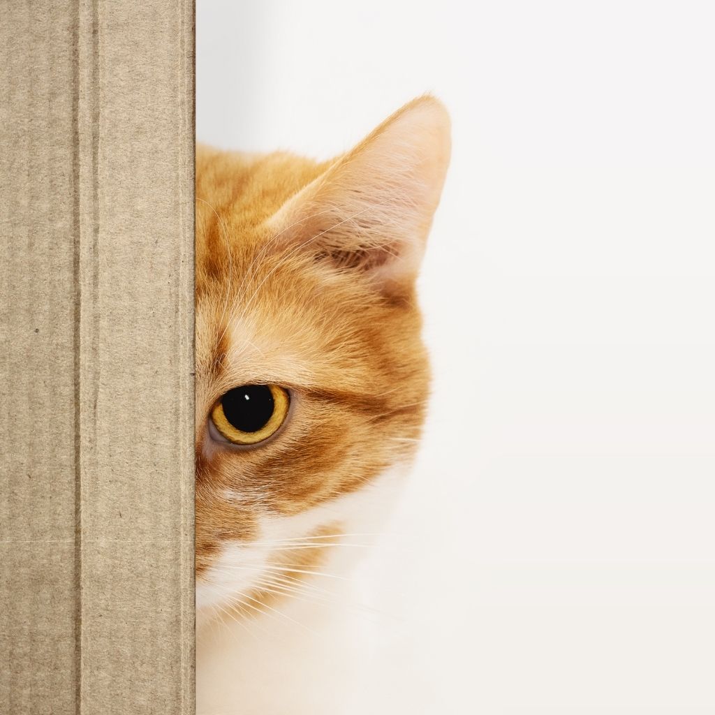 Can Cats Drink Milk? The Truth About Lactose Intolerance in Cats 14 5cb9a193435b427db82405c9533026fa