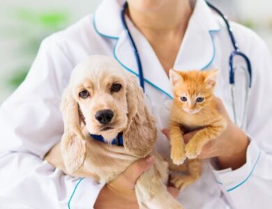 Understanding Heartworm Disease and Prevention 14 5fc74d82254f490ba05694c13b0c892a