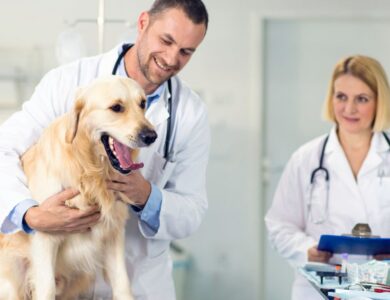 Discover the Best Pet Shop in Cruzeiro, SP, Brazil 19 63bcb611959441088eae97095e3539c3