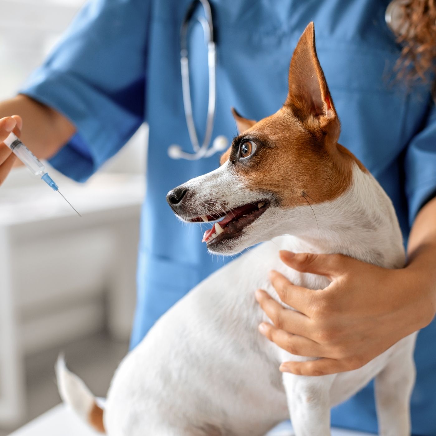 Why Is My Dog Panting So Much? When to Worry 12 6e4e3f4e4f0b49ab8d2ba1ba1211dce0