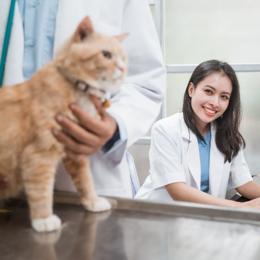 Plan Your Veterinary Clinic with Precision: Paris, France 16 6ed8955832ea4341a670fd9327a3eb7a