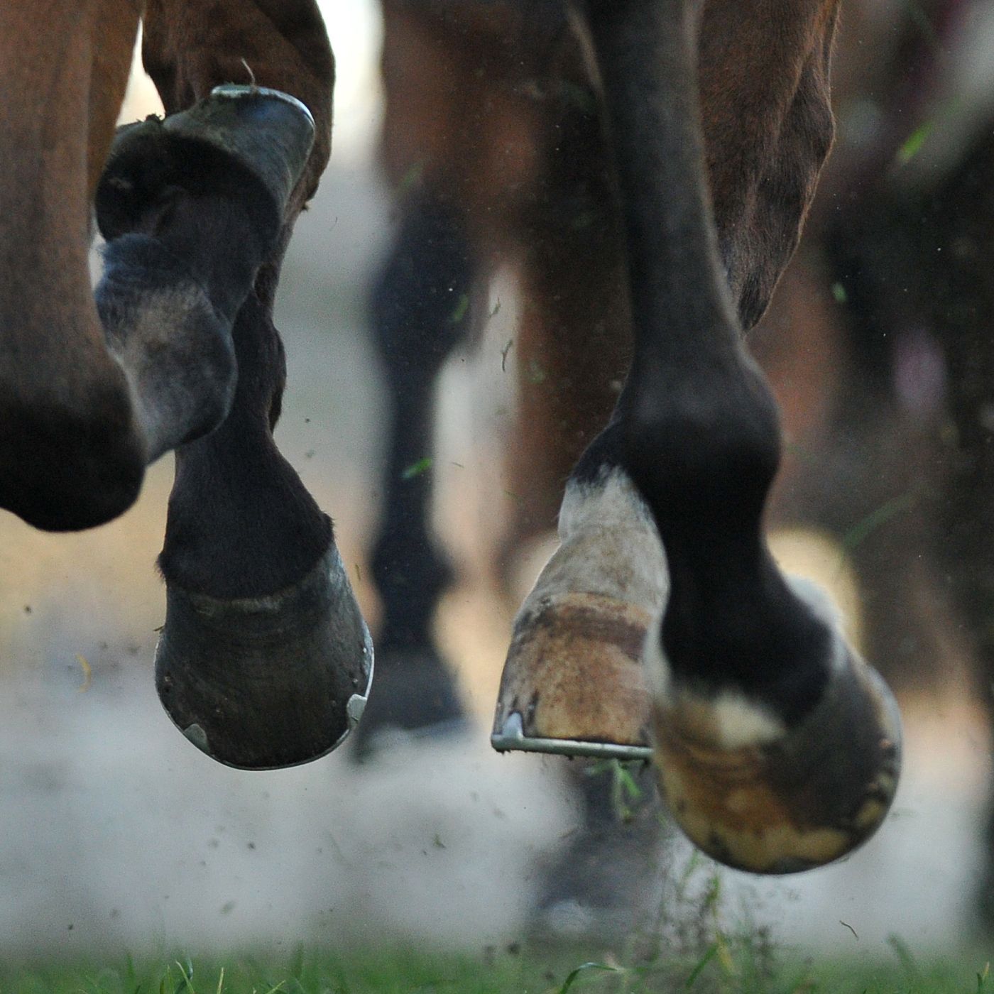Konjeniška Zveza Slovenije: Slovenia's Official Equestrian Federation 16 751c8fb412894b5fac4aacf385e03477