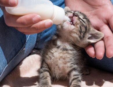 Plan Your Veterinary Clinic with Precision: Tokyo, Japan 17 7869c918c5034facb5f3a0aca6cdb3a4