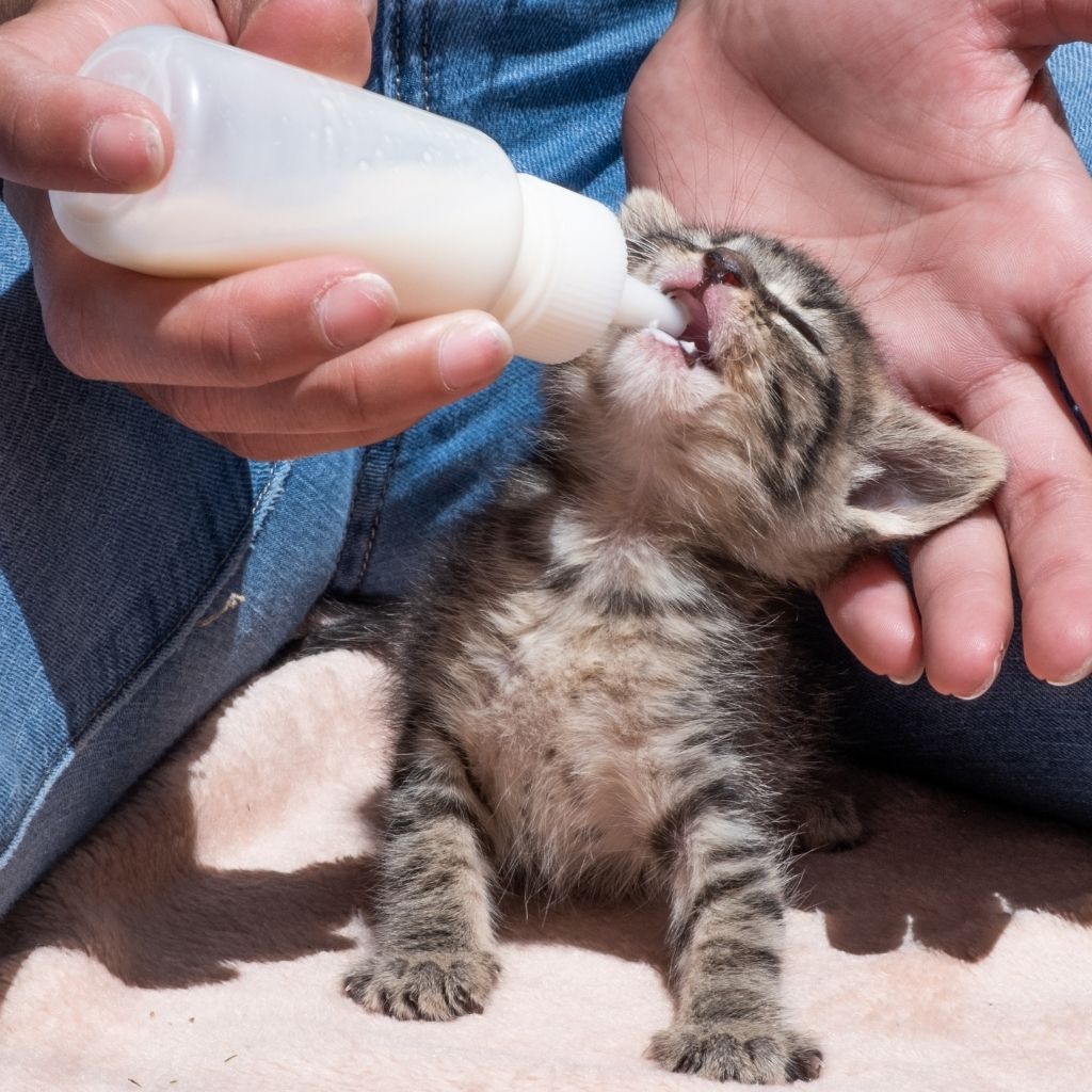 Plan Your Veterinary Clinic with Precision: Tokyo, Japan 16 7869c918c5034facb5f3a0aca6cdb3a4