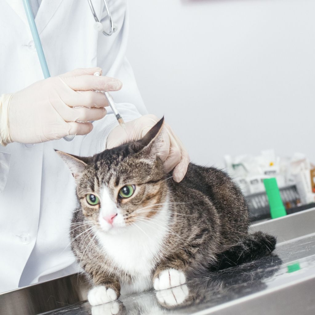Plan Your Veterinary Clinic with Precision: New York City, USA 16 908d670d9216466db33ecc256d3d8224