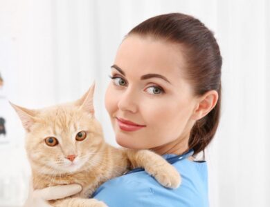Why Does My Cat Groom Excessively? 17 94126dd994d84d998d54e4b021dc888a