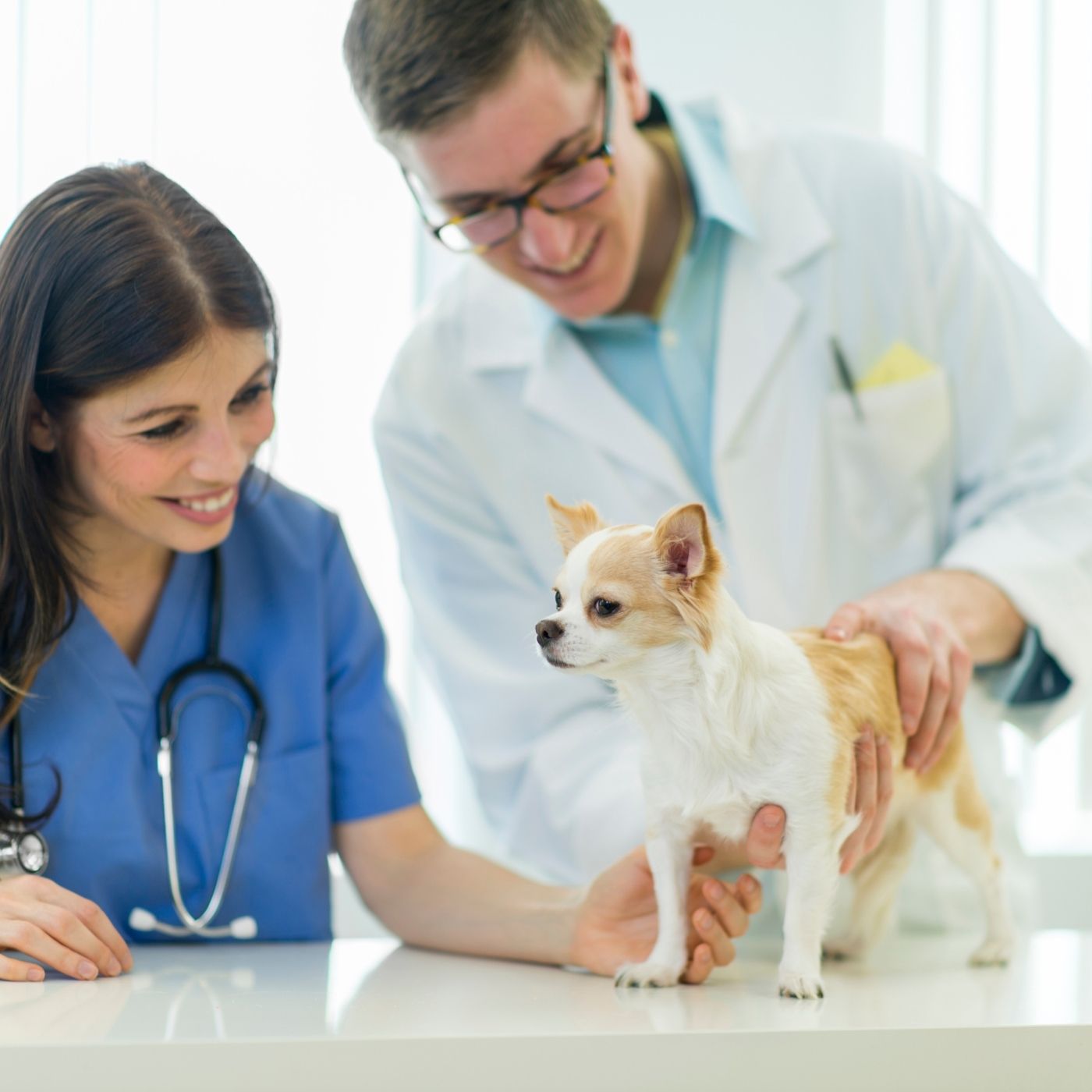 Schweizerische Kynologische Gesellschaft (SKG): Switzerland's National Kennel Club 16 965fde65c5e74dd5a9a9d0bc4b9b475b