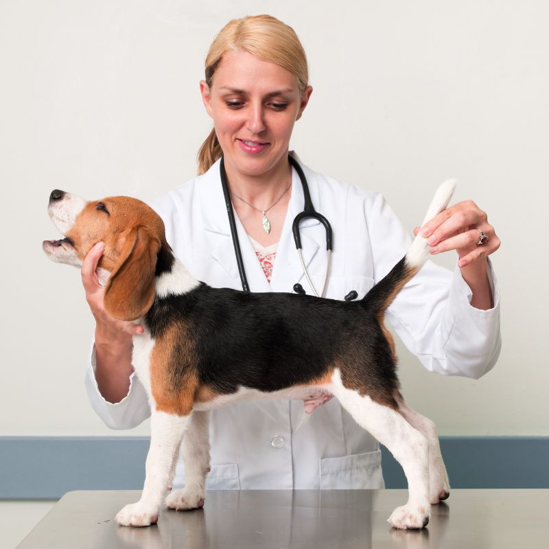 Confederação Brasileira de Cinofilia (CBKC): Brazil's National Kennel Club 16 9a000428df7447ce87ab9a4798ae00bc