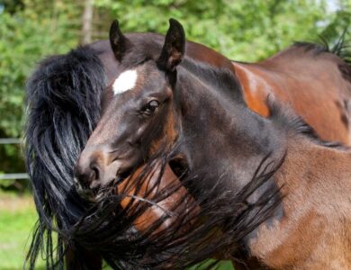 Malta Equestrian Federation (MEF): Malta's National Equestrian Federation 17 a5068b5978dc411dbf0df89c59bb6cad