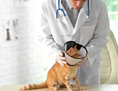 How to Reduce Hairballs in Cats 17 a8021127816e46fe8b34fc3be5ac98ba