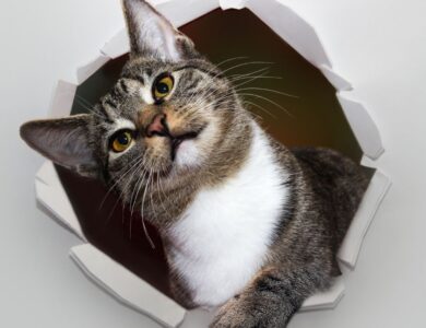 Guide to All 3 Veterinary Clinics in Canindé, CE, Brazil, Don't Miss Out! 18 a9da0fbd6bd94d61a6ea29055132cd43