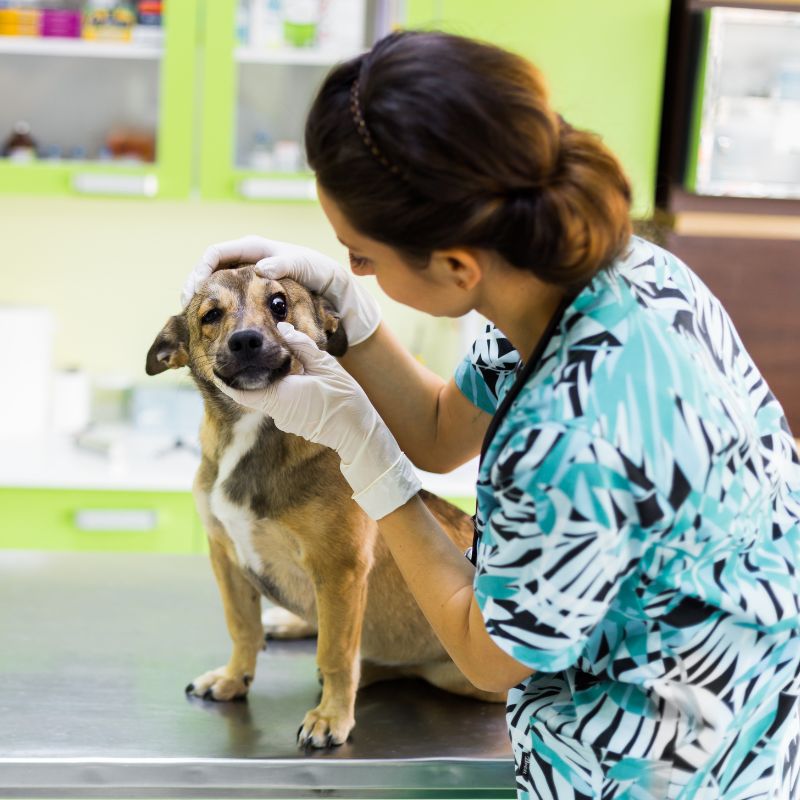 Pet Shop You Can Trust in Paulínia, SP, Brazil 16 aac26033805849ceabe4f0c7a9bd840a