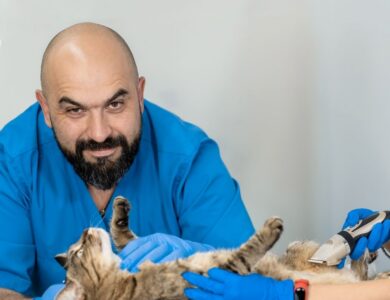 Veterinary Clinic: The Local Reference in Lorena, SP, Brazil 17 aac336f945f942f4aeb43683748734ee
