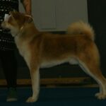 akita breed guide