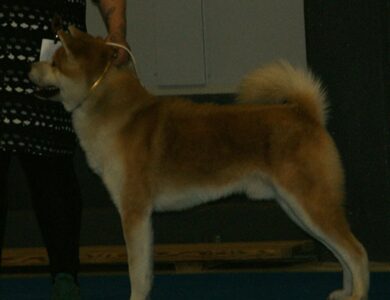 akita breed guide