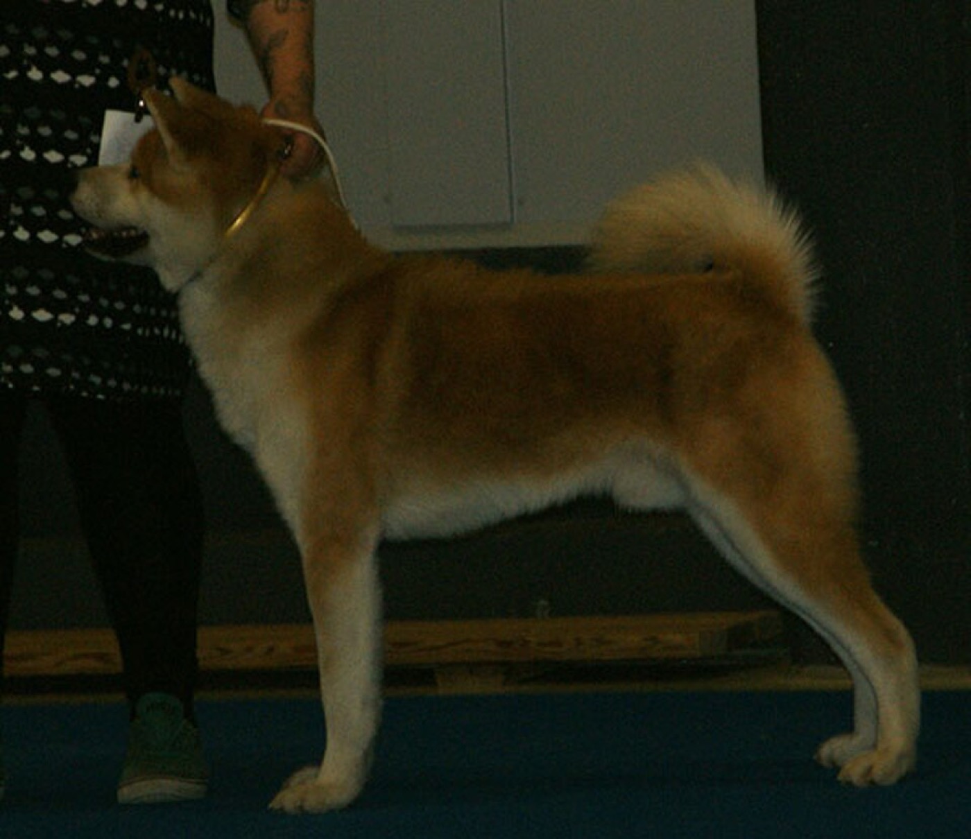 akita breed guide