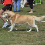alaskan malamute breed guide