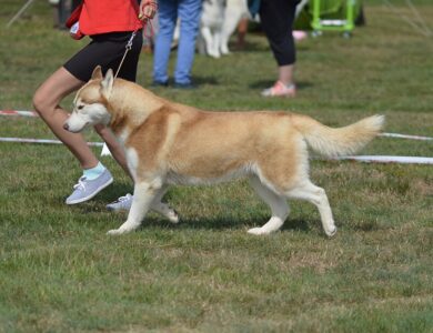 alaskan malamute breed guide