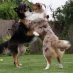 australian shepherd breed guide