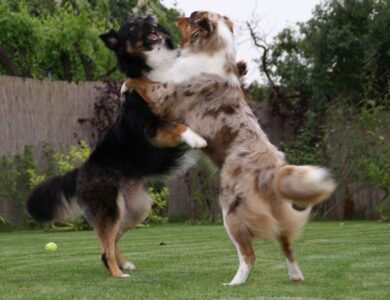 australian shepherd breed guide