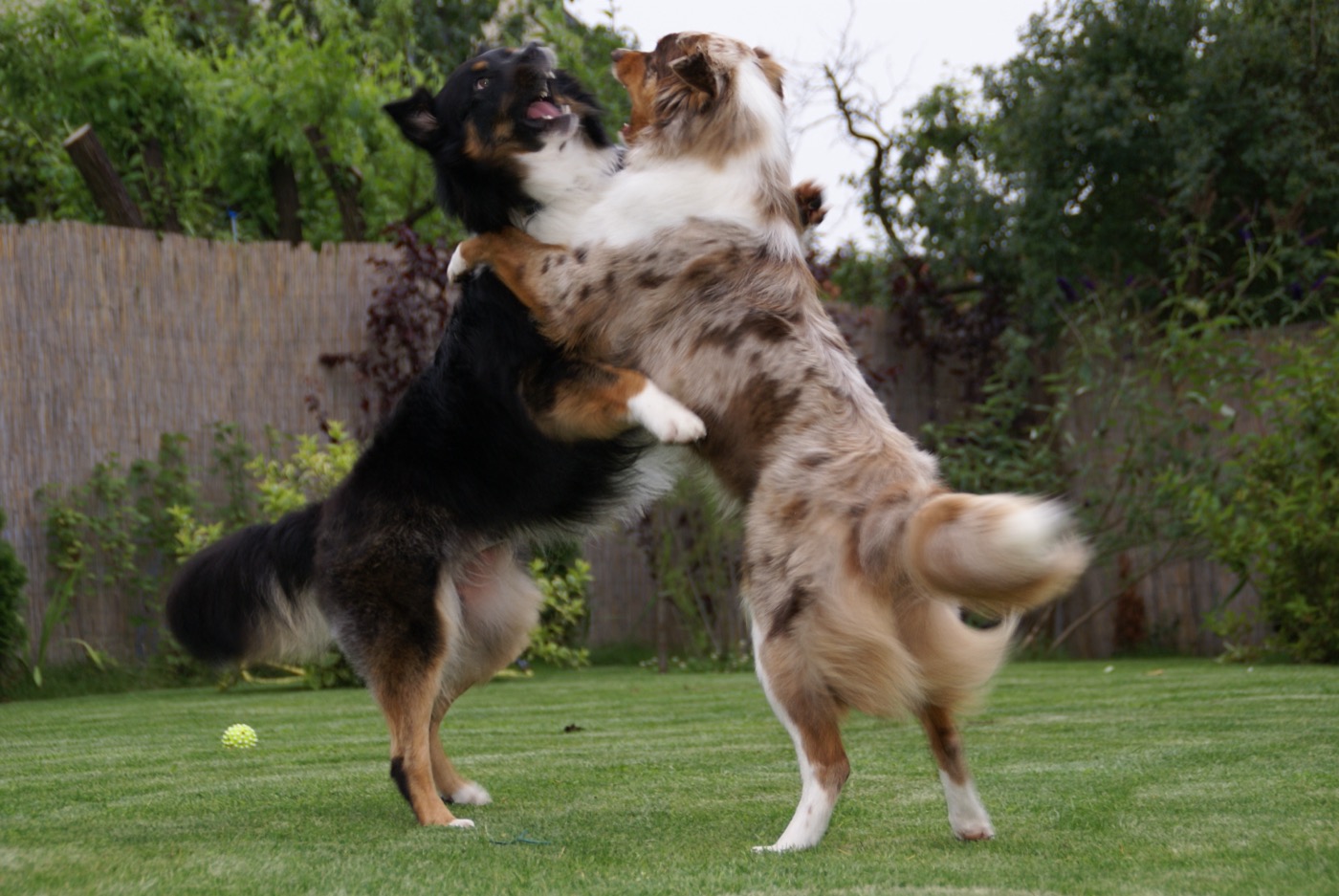 australian shepherd breed guide