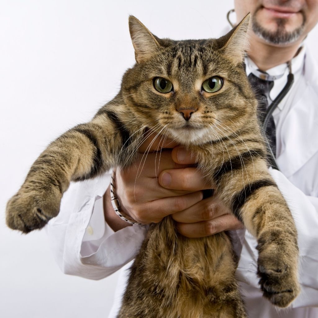 Vet Practice Marketing Guide: How to Acquire Your First Loyal Clients 16 b39bc75972d3446bb7488e67c3f87077