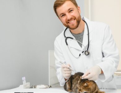 How Often Should You Clean Your Pet's Bedding? 16 b851f90f3ffa451fbabb1414e83d11a8