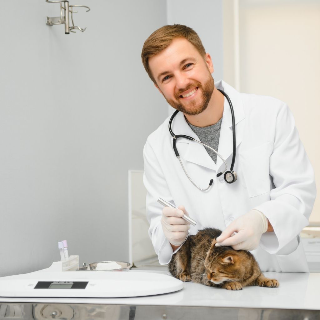 How Often Should You Clean Your Pet's Bedding? 11 b851f90f3ffa451fbabb1414e83d11a8