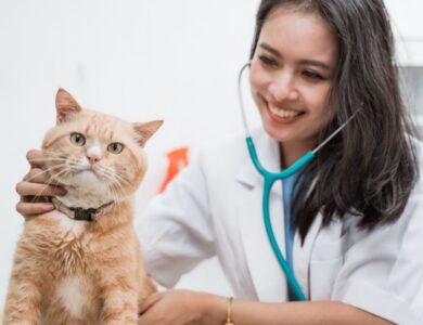 Why Is My Cat's Breath So Bad? 11 b9c1c2923ee648ce89751f233e4891a1